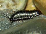 Silphidae