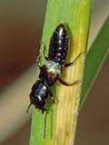 Platystethus spinosus
