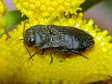 Agrilus cyanescens