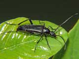 Stenurella nigra
