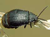 Galeruca tanaceti