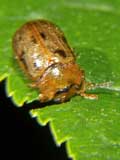 Gonioctena quinquepunctata 