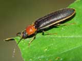 Ischnodes sanguinicollis