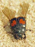 Margarinotus bipustulatus