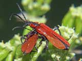 Schizotus pectinicornis