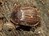Phosphuga atrata