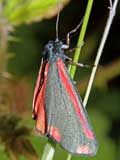 Tyria jacobaeae