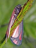 Tyria jacobaeae