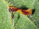 Caloptilia alchimiella