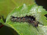 Orgyia antiqua