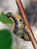 Clostera curtula