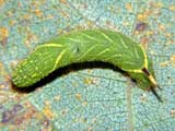 Laothoe populi